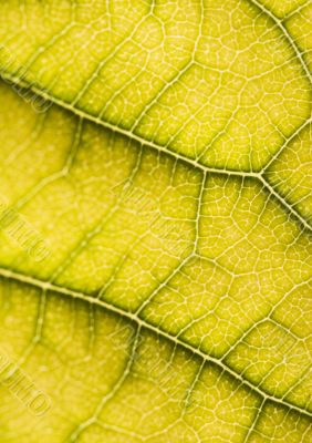 Closeup leaf