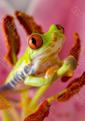 Crazy frog