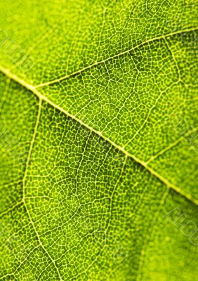 Closeup leaf