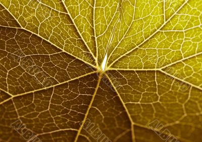 Closeup leaf