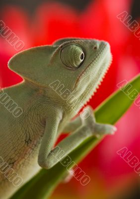 Lizard