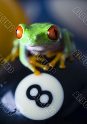 Crazy frog