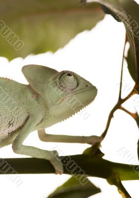 Lizard