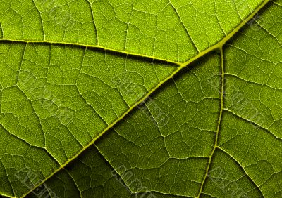 Closeup leaf