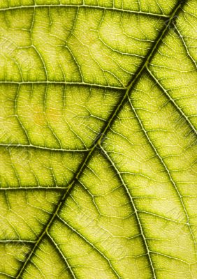 Closeup leaf