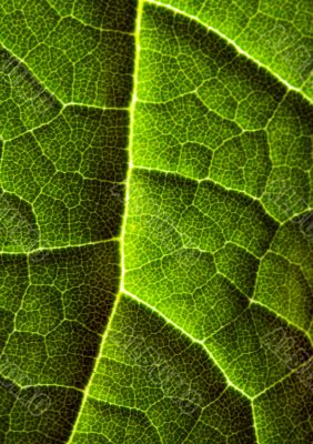 Closeup leaf