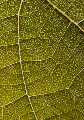 Closeup leaf