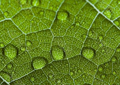 Closeup leaf