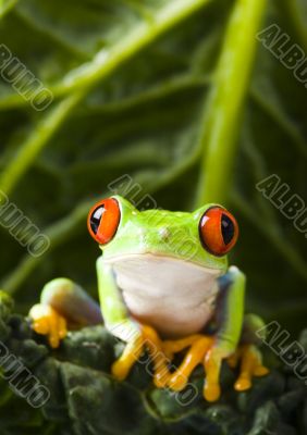 Crazy frog