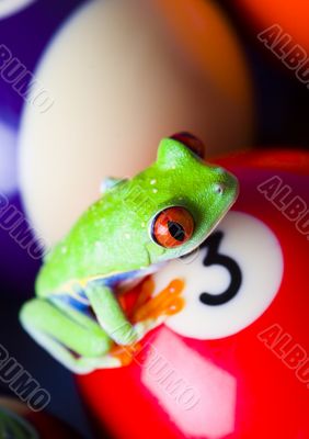 Crazy frog
