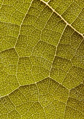 Closeup leaf