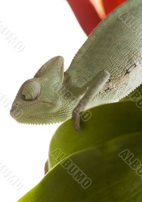 Chameleon