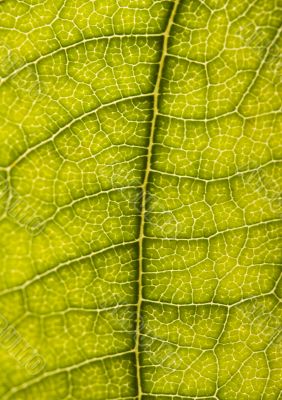 Leaf