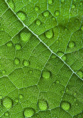 Leaf
