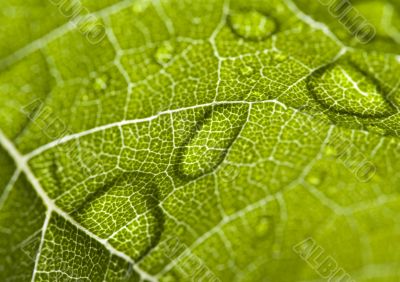 Leaf