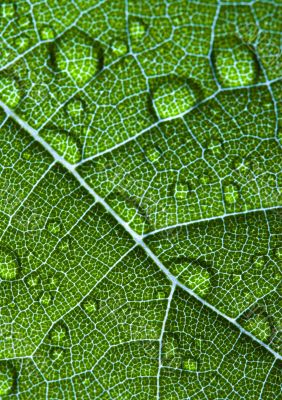 Leaf