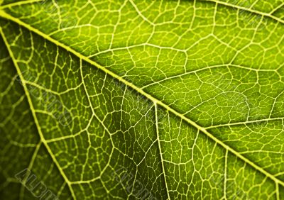 Green background