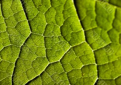 Green background