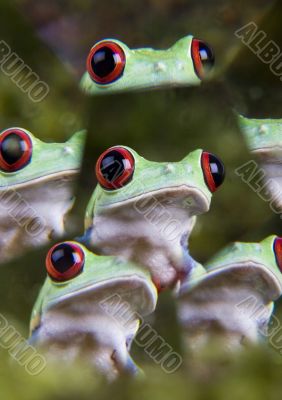 Crazy frog
