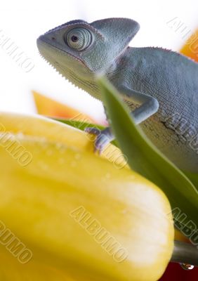 Chameleon