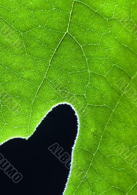 Green background
