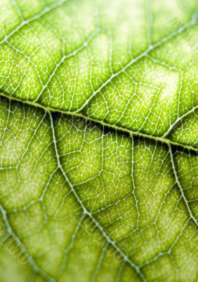 Green background