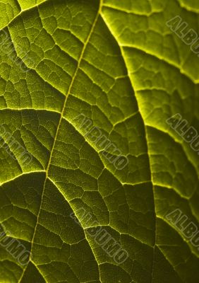 Green background