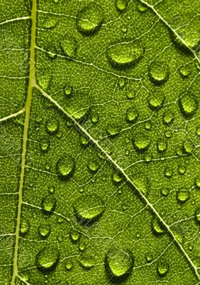 Green background
