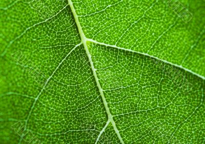 Green background