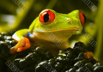 Red eyed tree frog