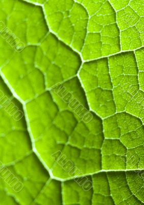 Leaf background