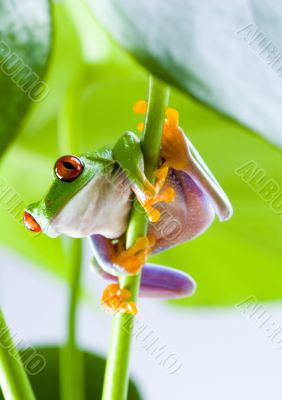 Red eyed tree frog