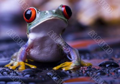 Red frog