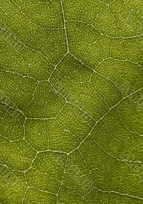 Leaf background