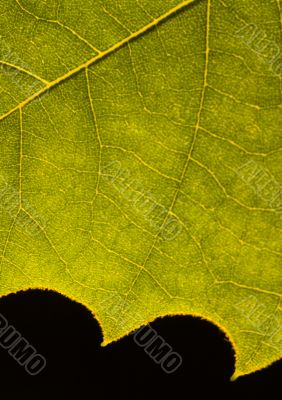 Leaf background