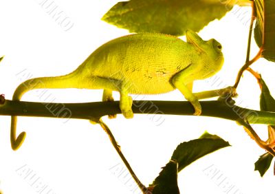 Chameleon