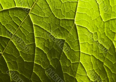 Green leaf