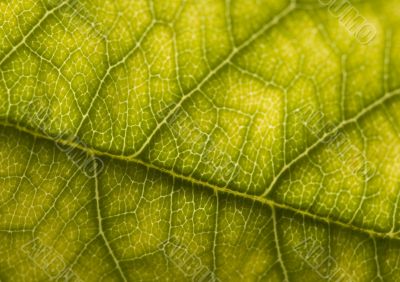 Leaf background