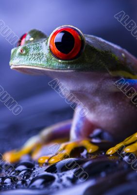 Red eyed tree frog