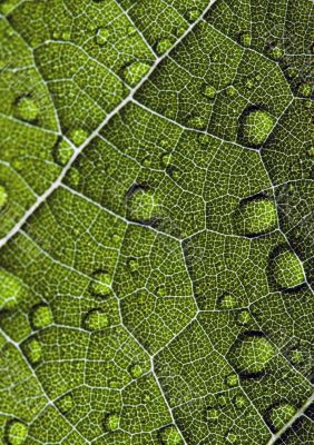 Leaf background