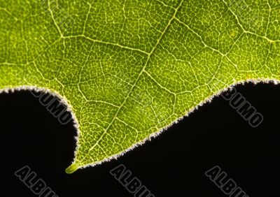 Leaf background