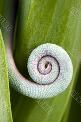 Chameleon