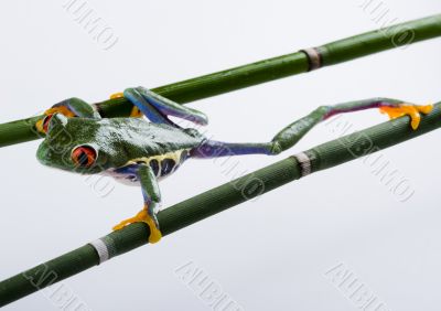 Red eyed tree frog