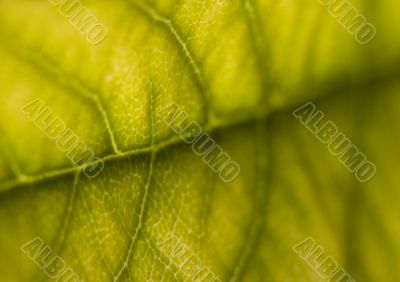 Leaf background