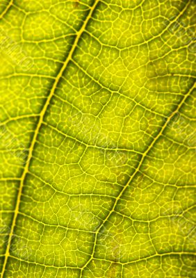 Leaf background