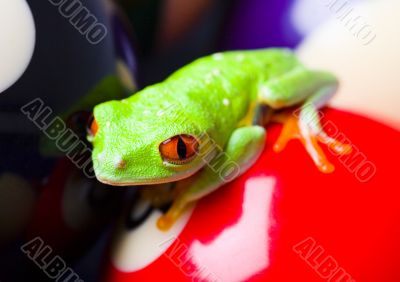 Red eyed tree frog