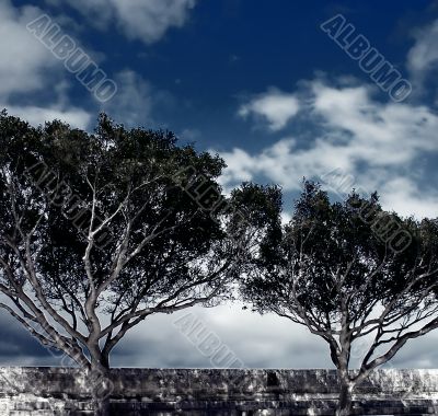 Twin Trees