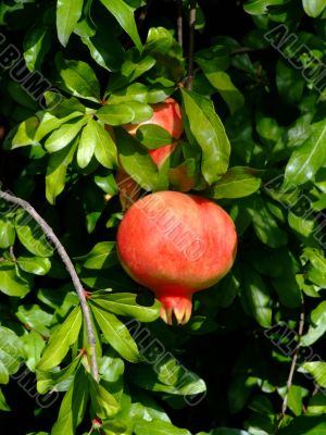 Pomegranate