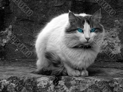 Blue Eyed Cat
