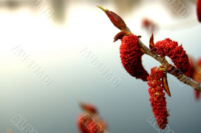 Blooming poplar